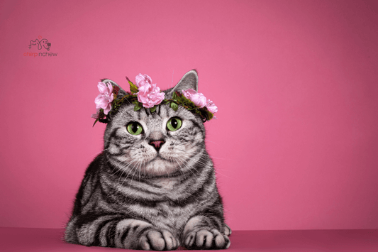 300 Best Names for a Tabby Cat