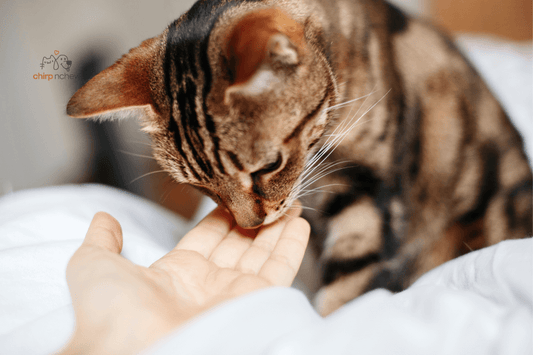 10 Essential Items Every Tabby Cat Owner Needs