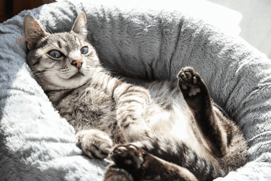 10 Types of Beds Your Tabby Cat Will Love