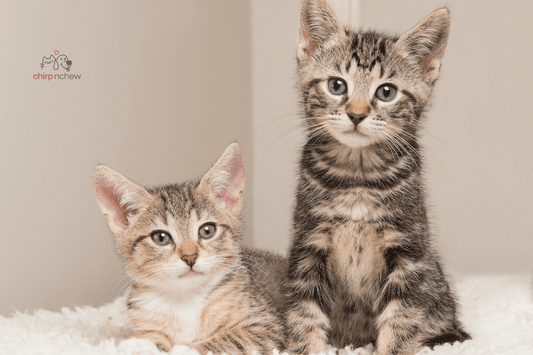 Your Tabby Cat Will Thank You for Having This to Take Care of Them