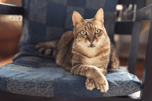 Tabby Cats: The Ultimate Guide to These Fascinating Felines