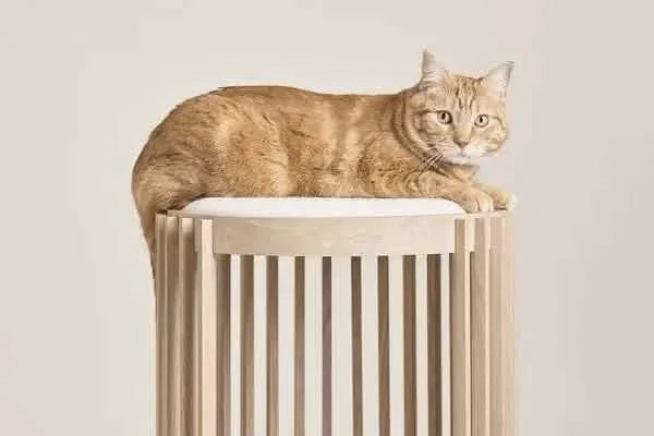 Luxury Wooden Cat House - Wicker Cat Bed and Enclosed Bedside Cat Furniture for Stylish Homes